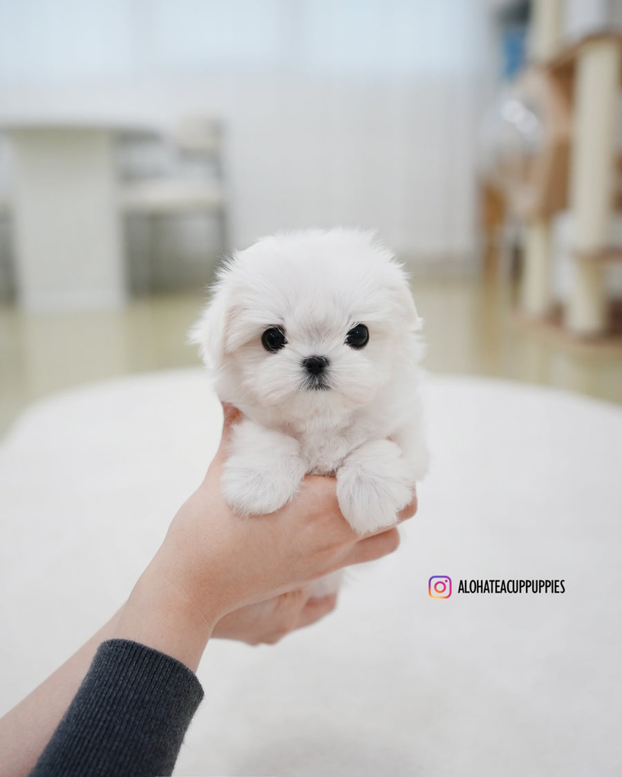 Roa [TEACUP MALTESE]