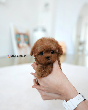 Lizzy [TEACUP MALTIPOO]