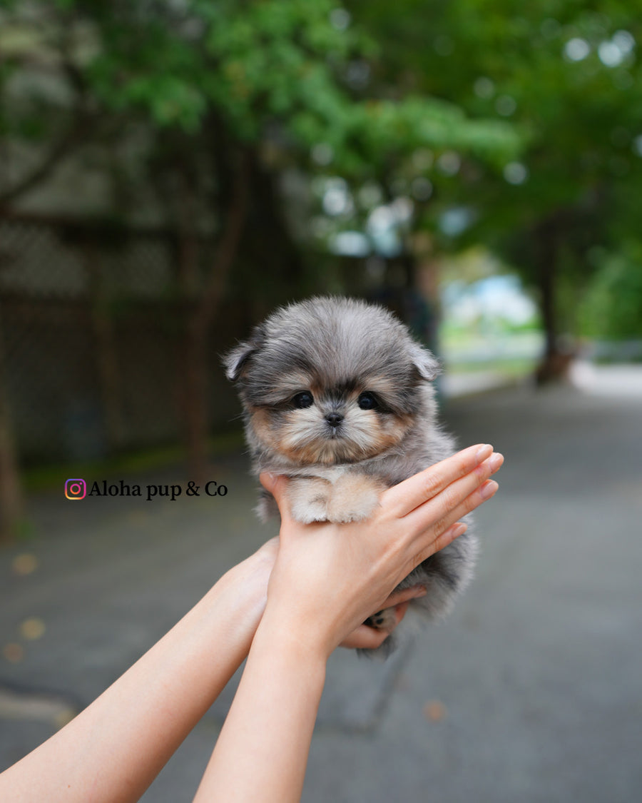 Hugo [TEACUP Maltipom]