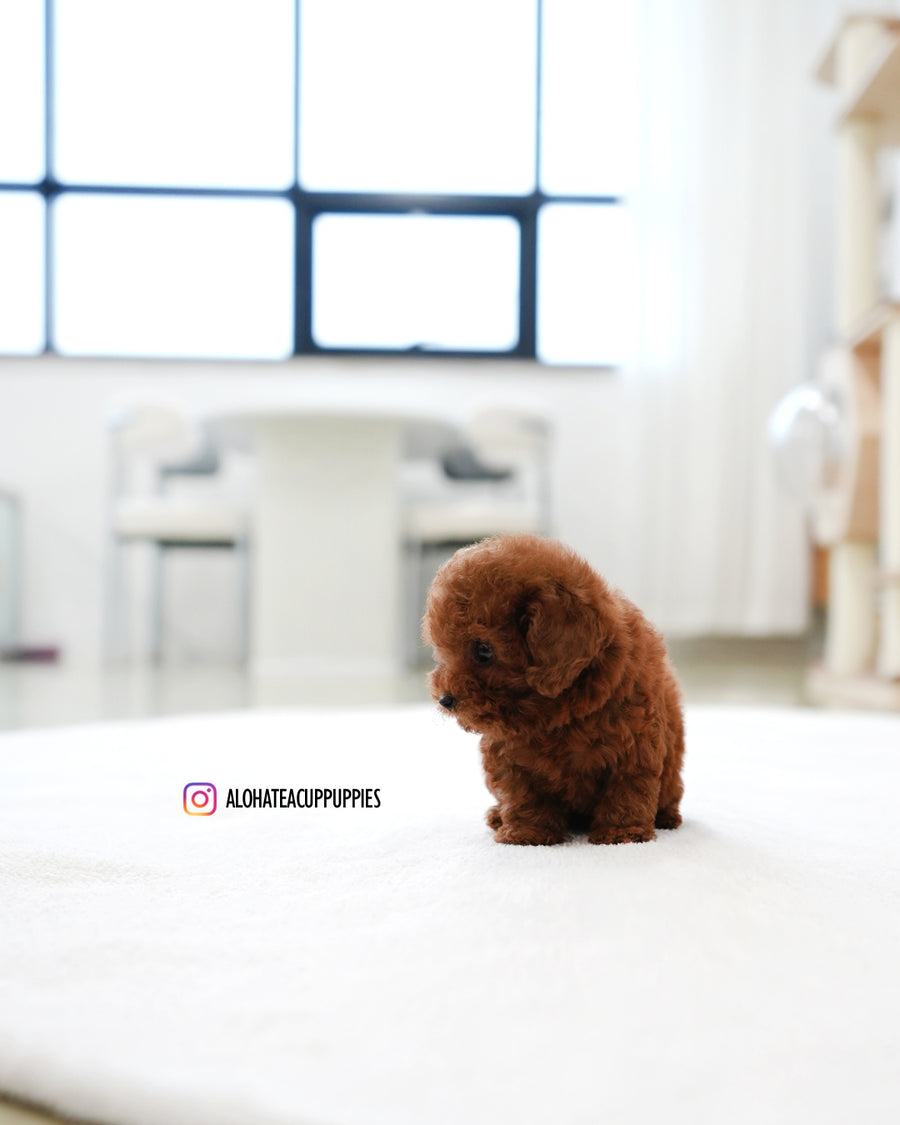 Mandy [TEACUP POODLE]