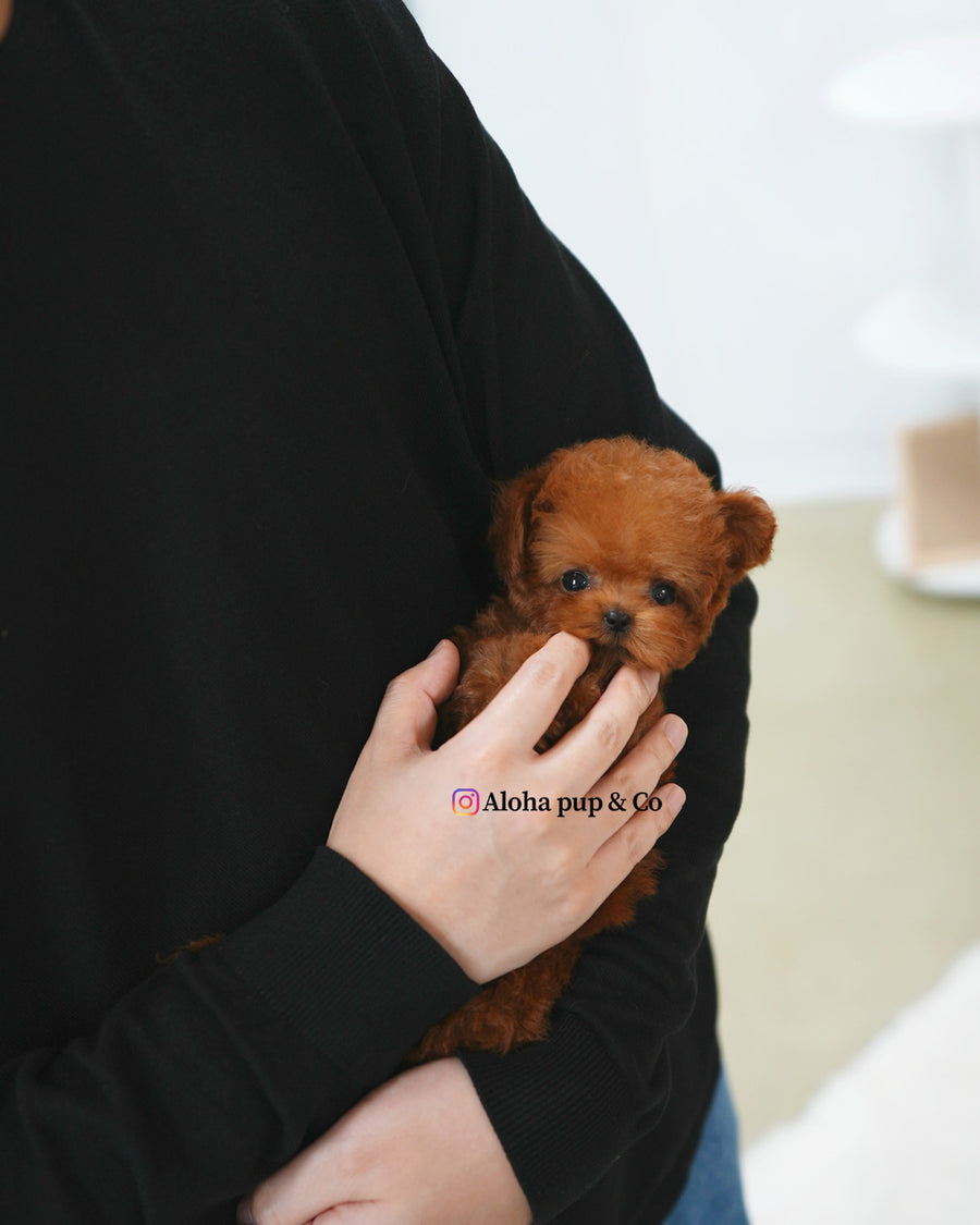 Ruby [TEACUP POODLE]