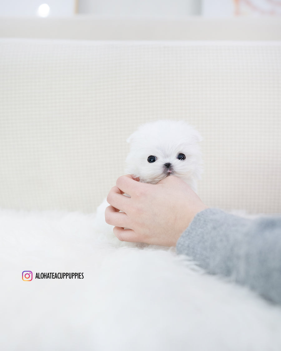 Louie [TEACUP MALTESE]