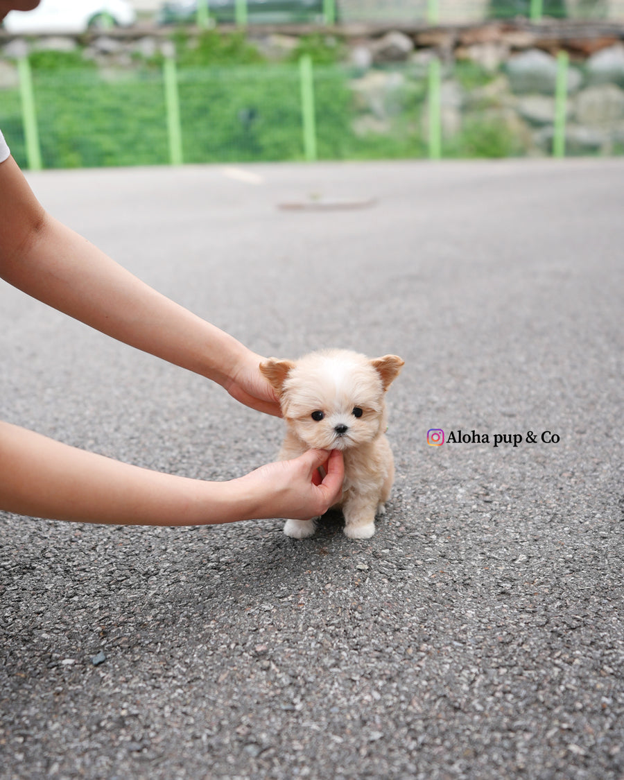 Titi [TEACUP MALTIPOO]