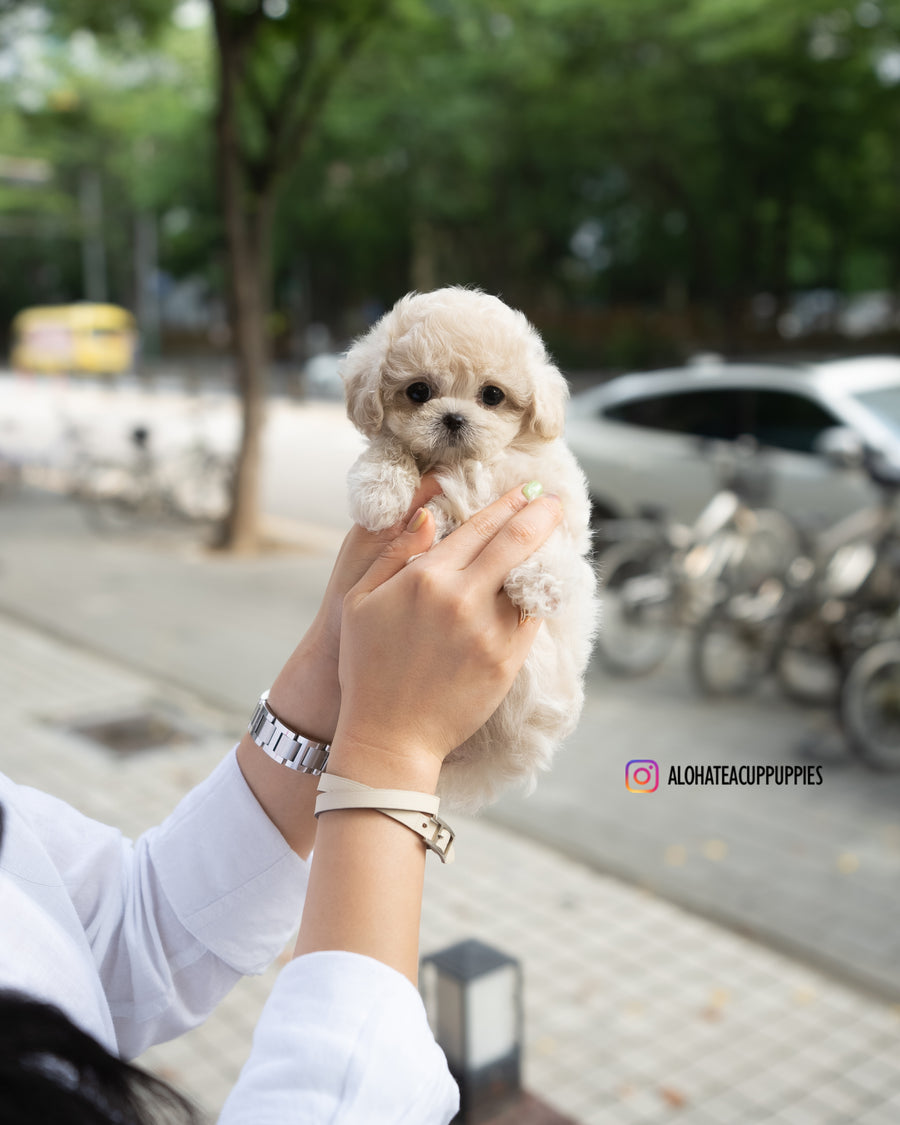 caramel [TEACUP POODLE]