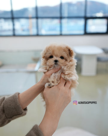 Kiko [TEACUP MALTIPOO]