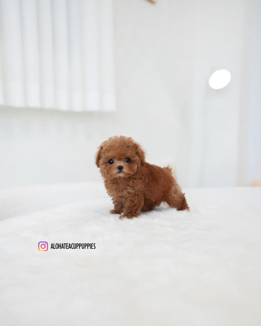 Kiel [TEACUP POODLE]