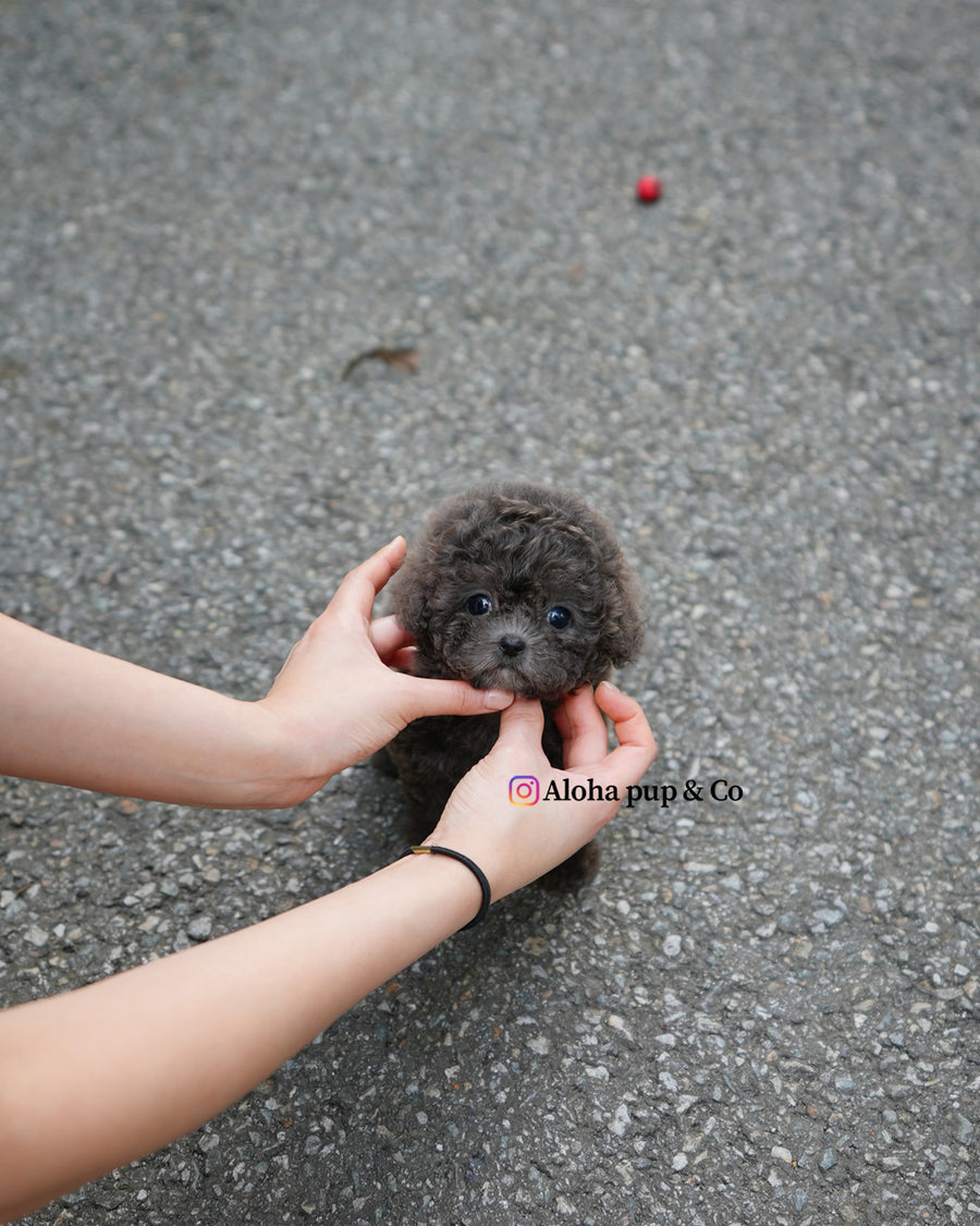 Ivy [TEACUP POODLE]