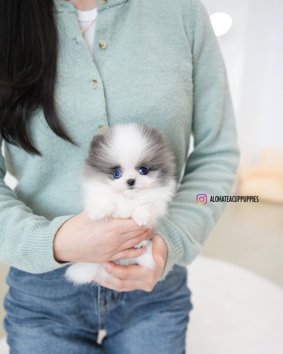 Prada [TEACUP POMERANIAN]