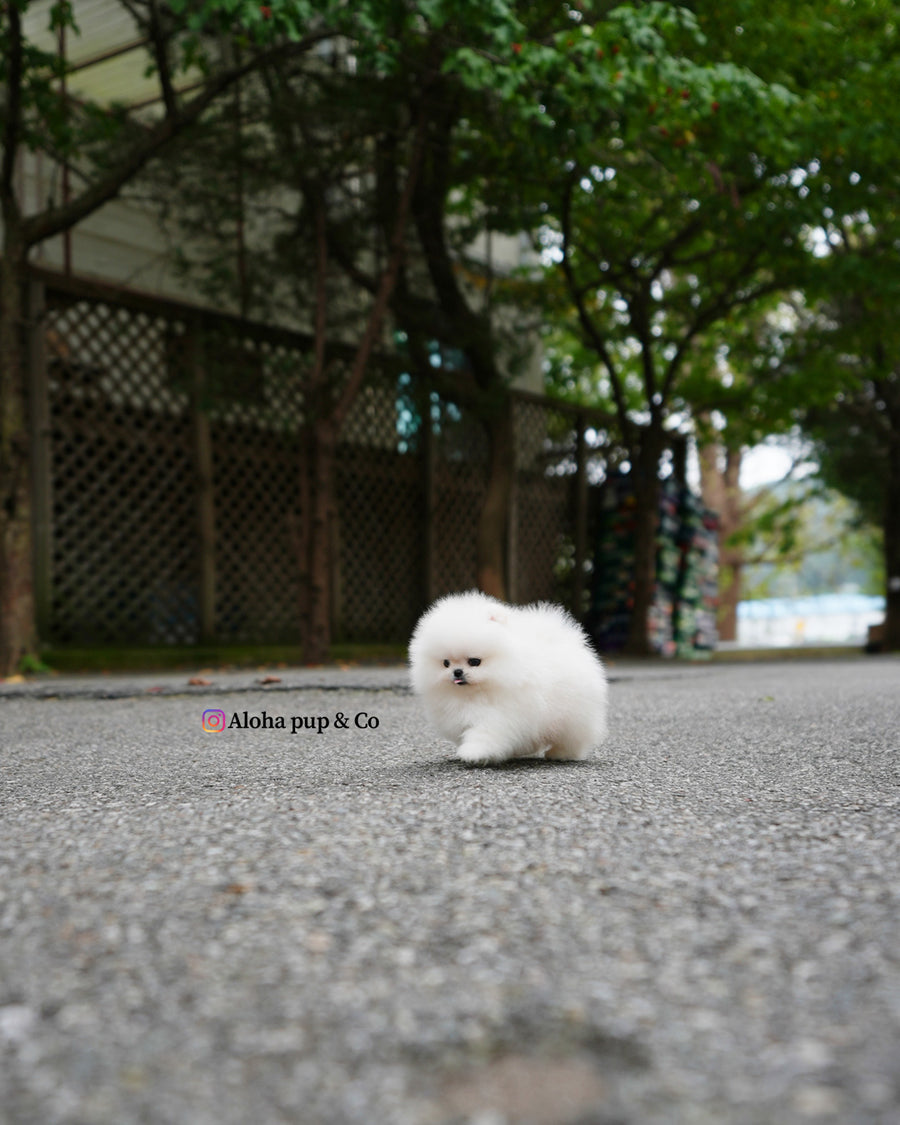 Milk [TEACUP POMERANIAN]