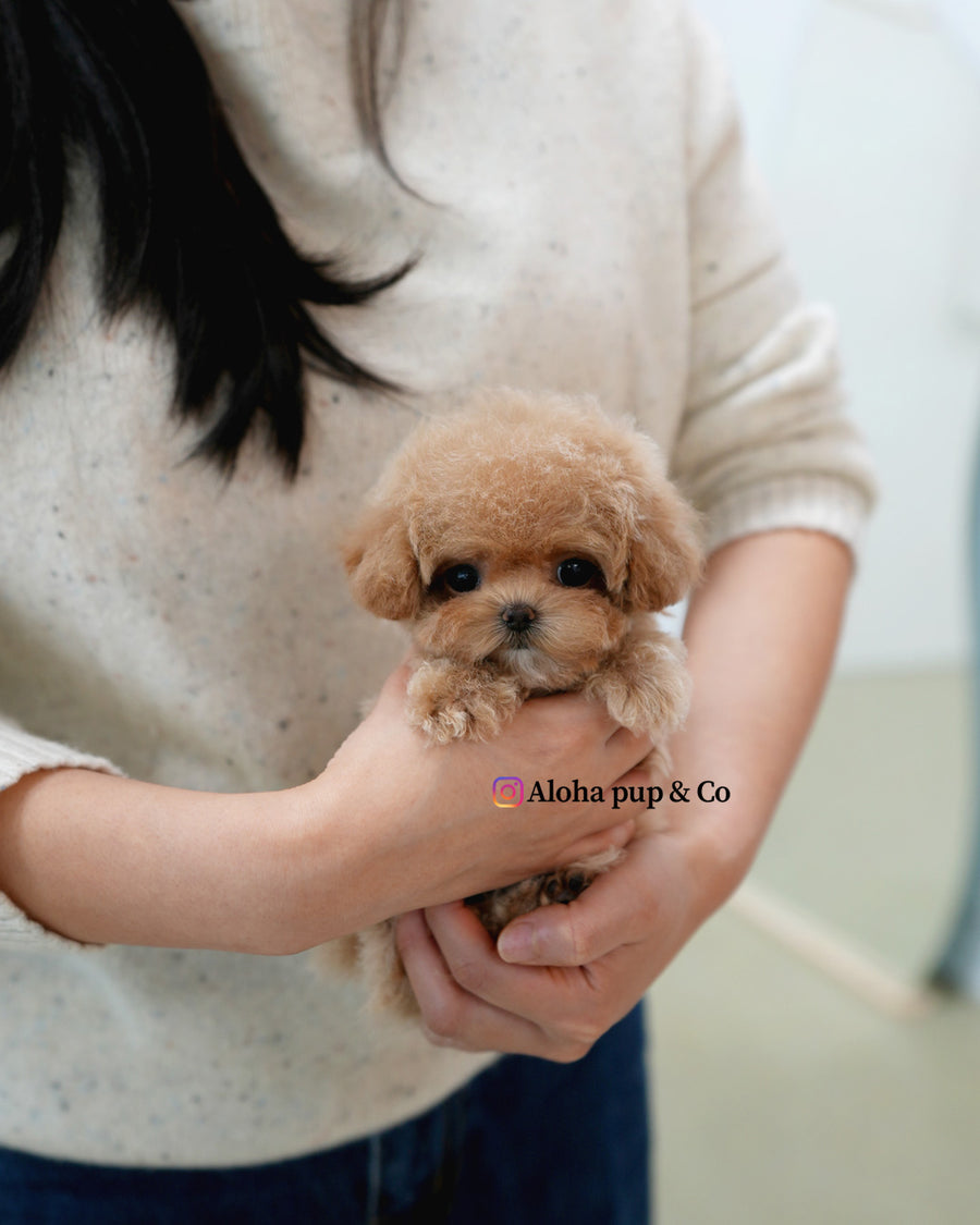 Waffle [TEACUP POODLE]