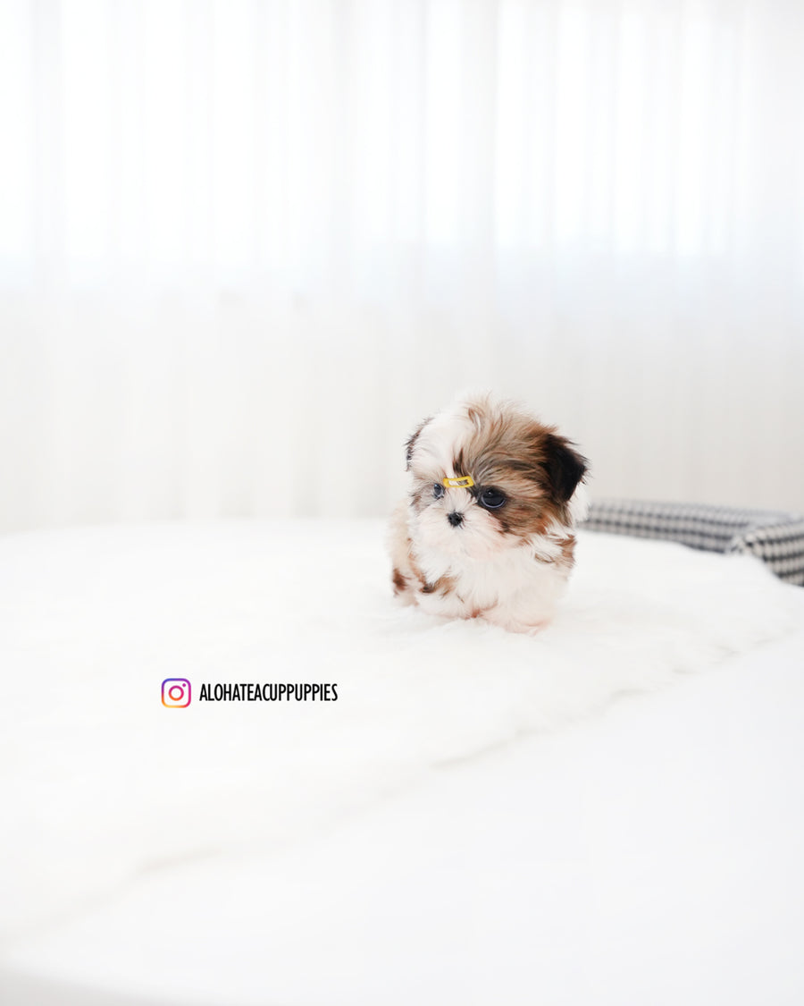 Pawblo [Mini SHIHTZU]