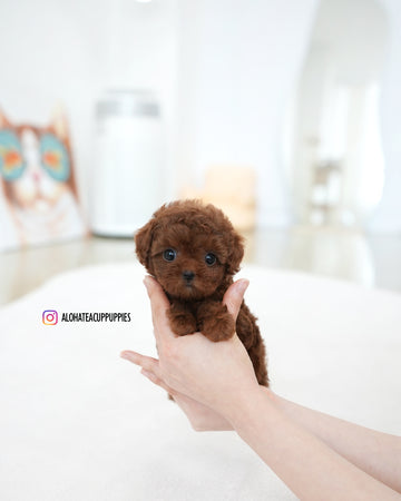 Dara [TEACUP POODLE]