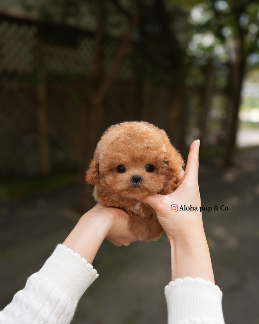Orin [TEACUP POODLE]