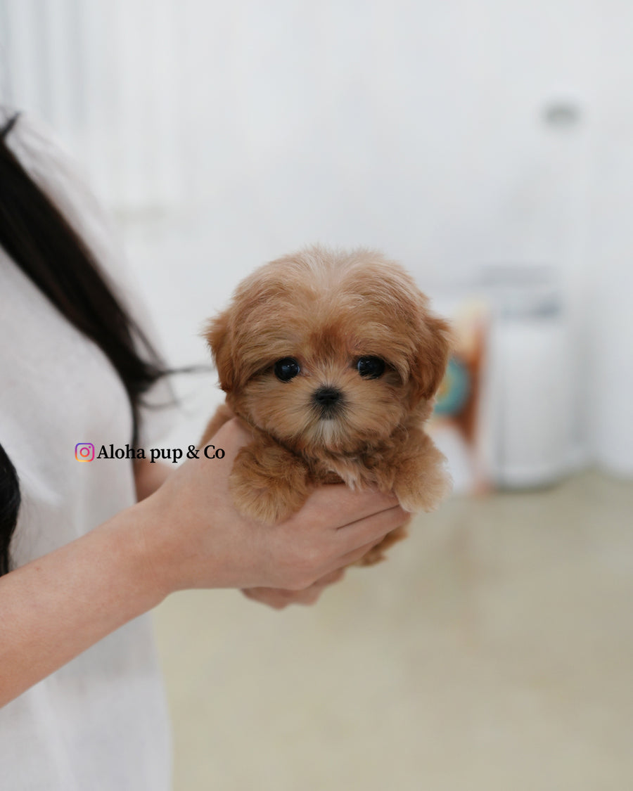 Bijou [TEACUP MALTIPOO]