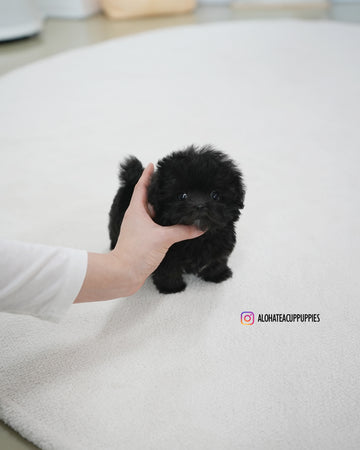 Lotty [TEACUP MALTIPOO]