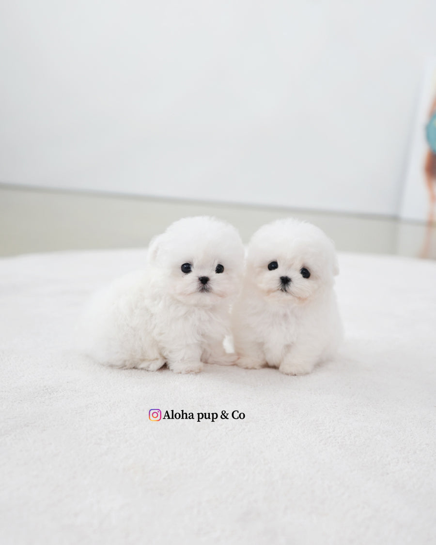 Max [TEACUP BICHON]