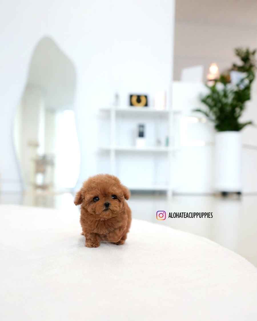 Ruby [TEACUP POODLE]