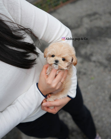 Roro [TEACUP MALTIPOO]