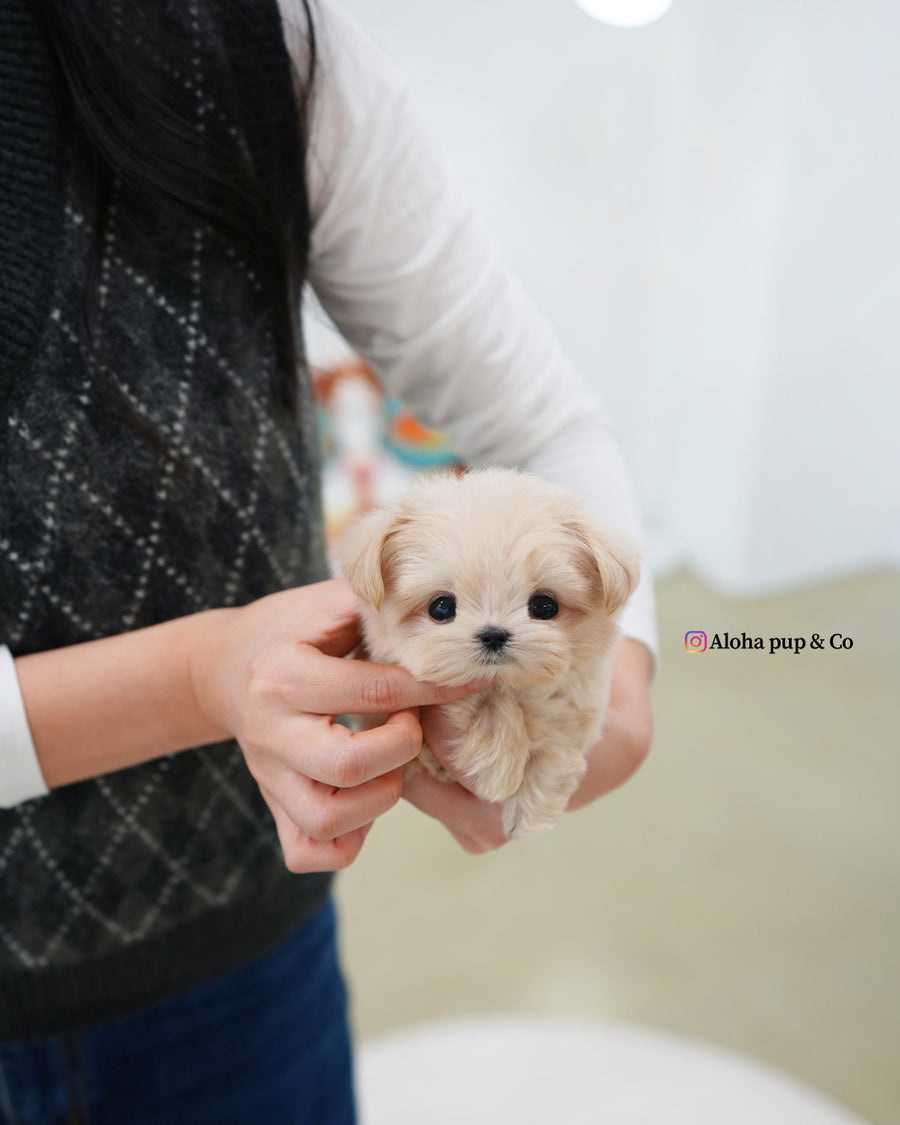 Eden [TEACUP MALTIPOO]