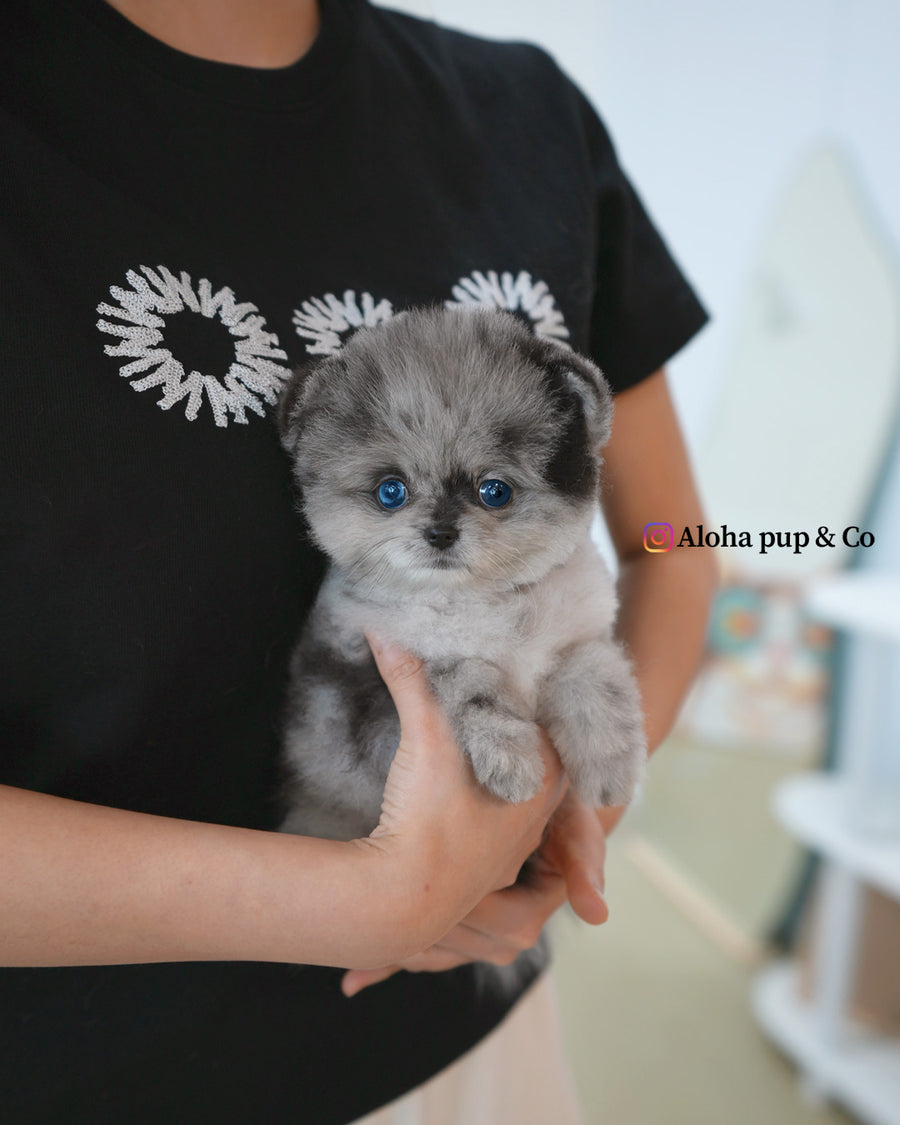 Luxe [TEACUP POMERANIAN]