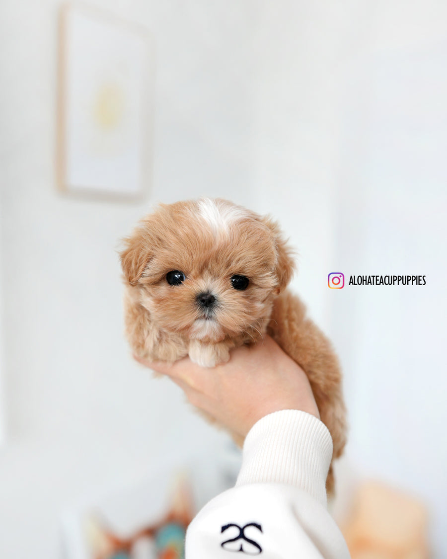 Tia [TEACUP MALTIPOO]