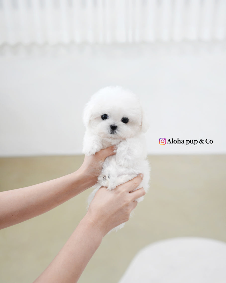 Fifi [TEACUP BICHON]