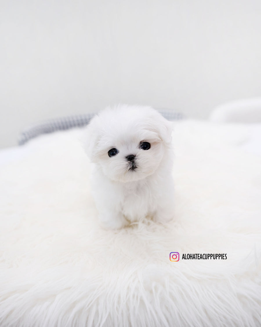 Ocean [TEACUP MALTESE]