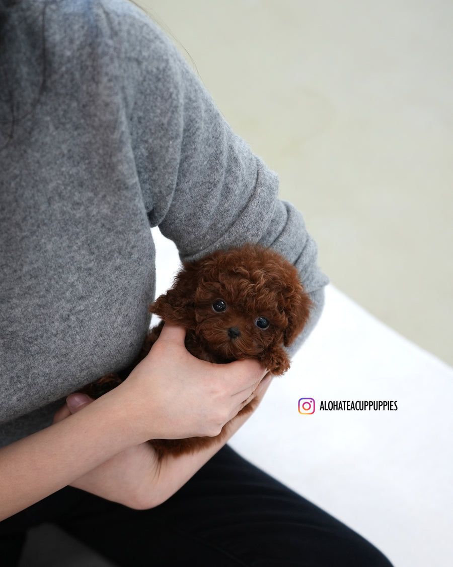 Max [TEACUP POODLE]