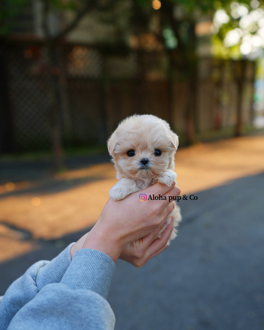 Cleo [TEACUP MALTIPOO]