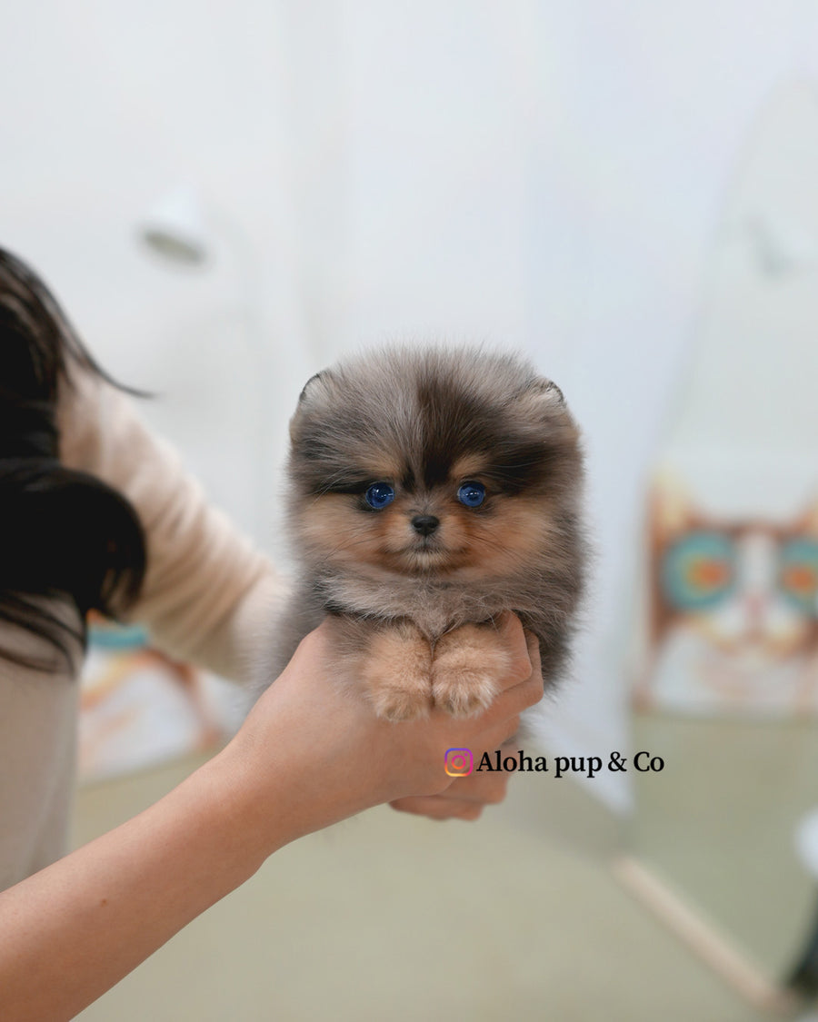 Lyn [TEACUP POMERANIAN]