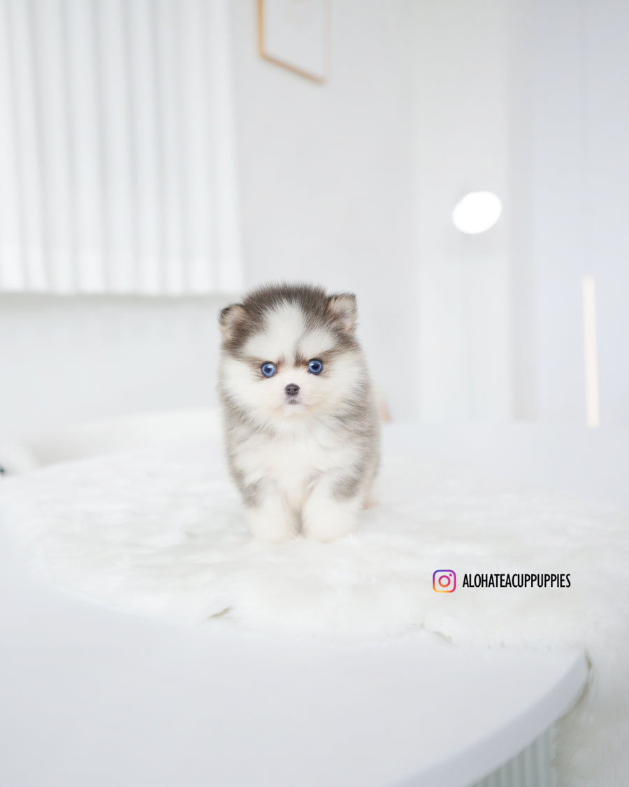 Elsa [TEACUP POMSKY]