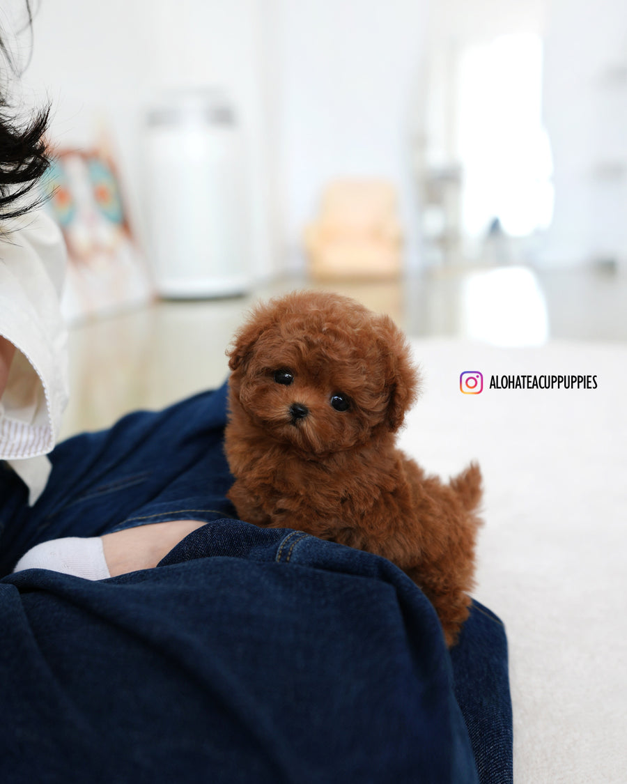 Finn [TEACUP MALTIPOO]