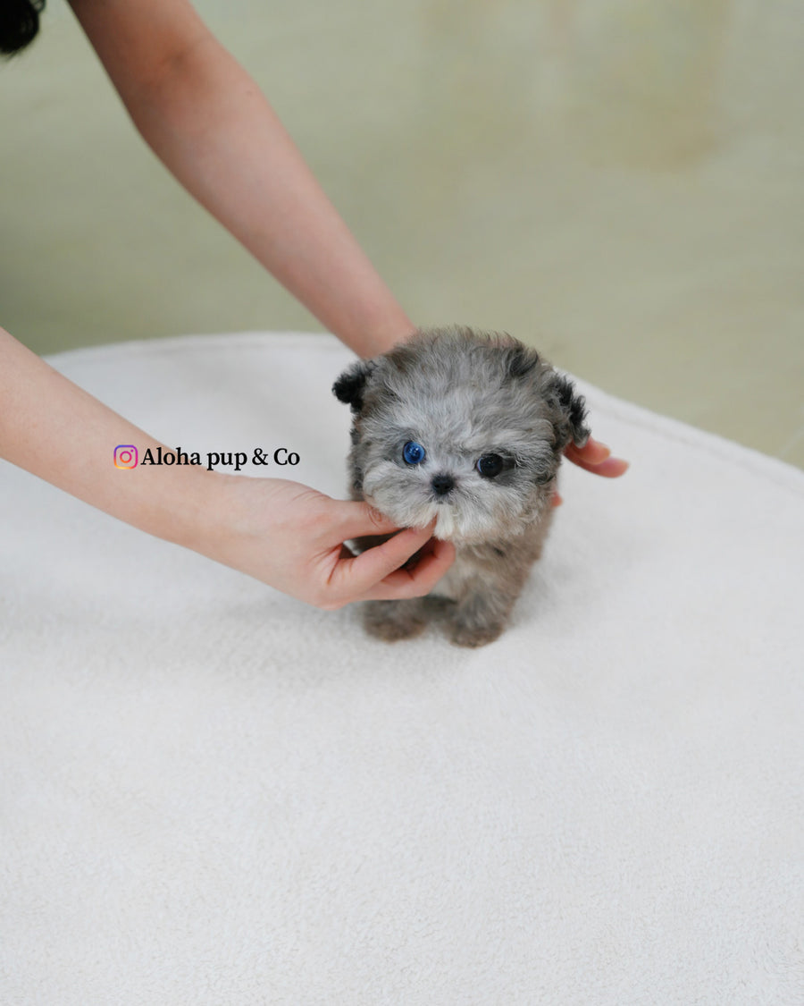 Chanel [TEACUP MALTIPOO]