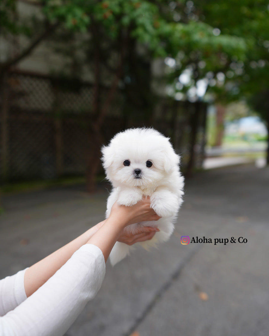 Poki [TEACUP MALTESE]