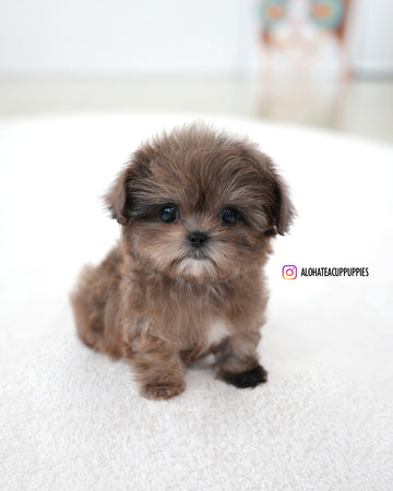 Tavi [TEACUP MALTIPOO]