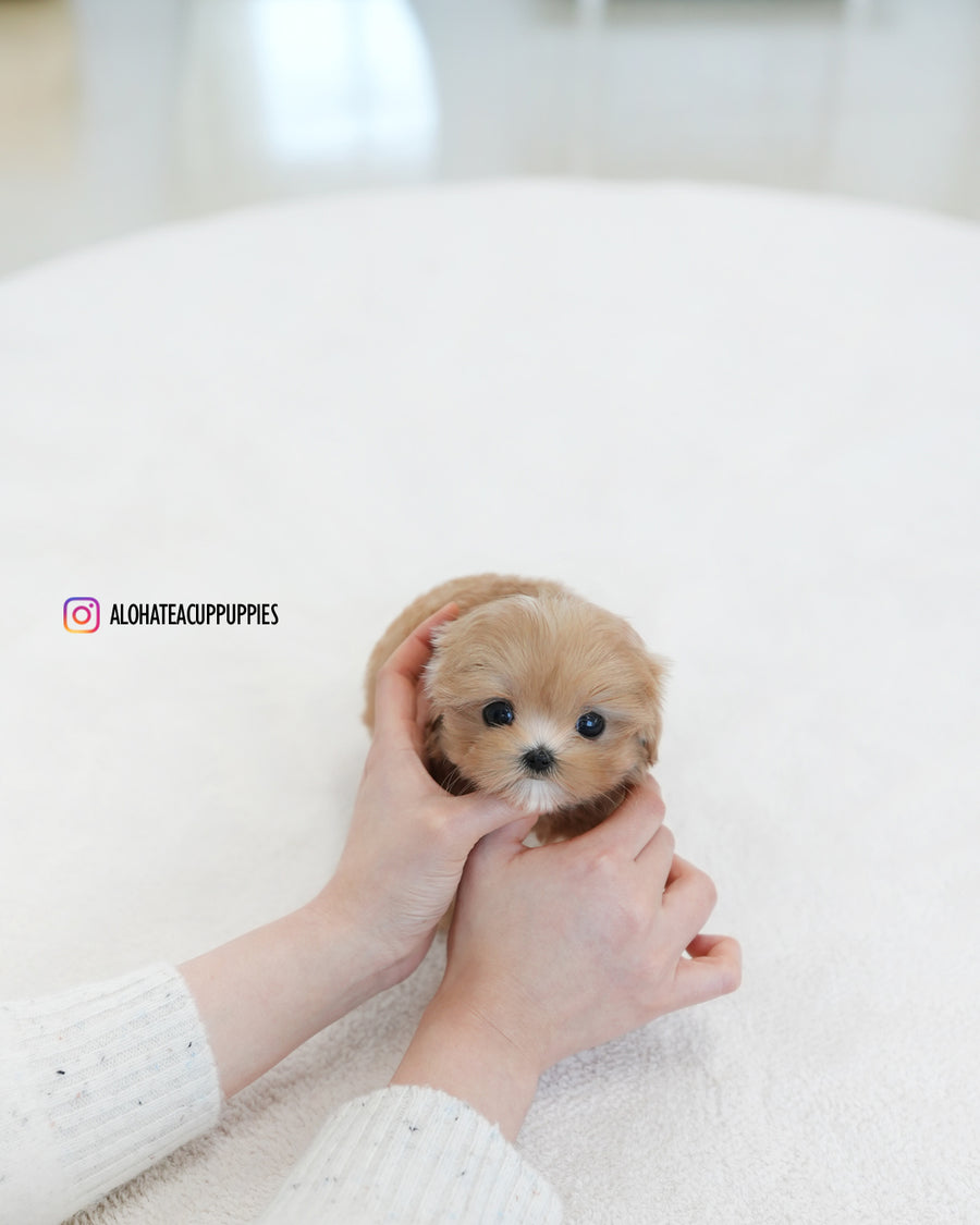 Tippy [TEACUP MALTIPOO]