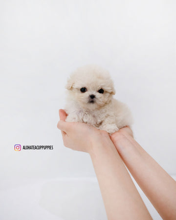 Donna [TEACUP MALTIPOO]