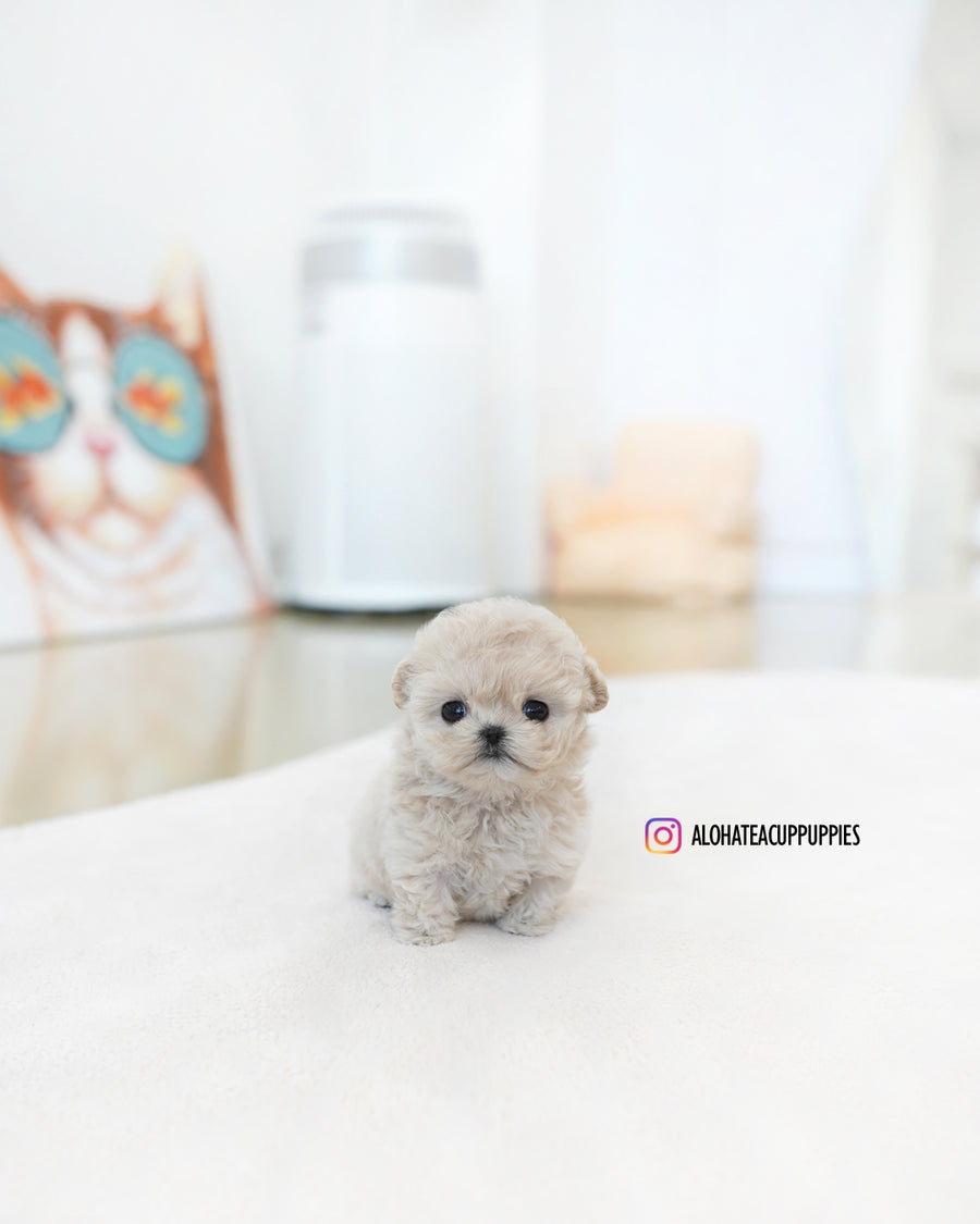 Casey [TEACUP MALTIPOO]