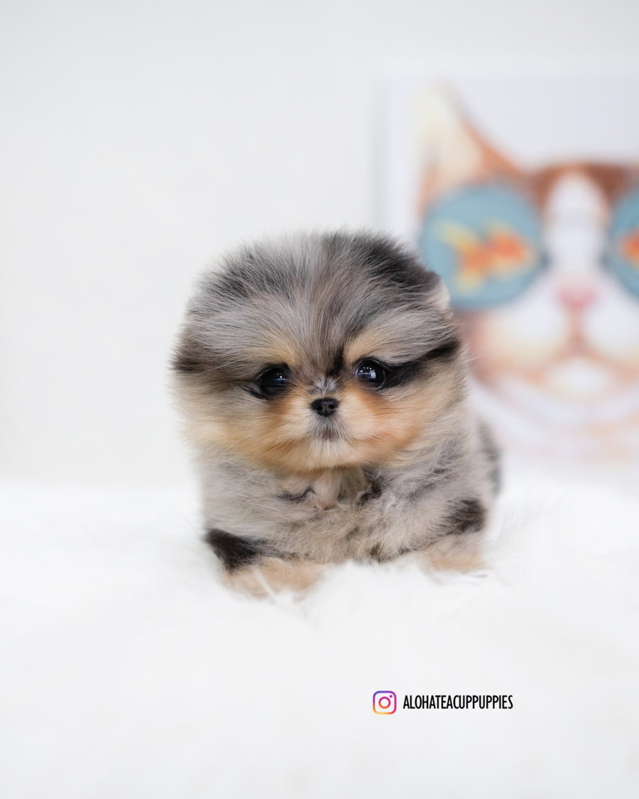 Kiara [TEACUP POMERANIAN]