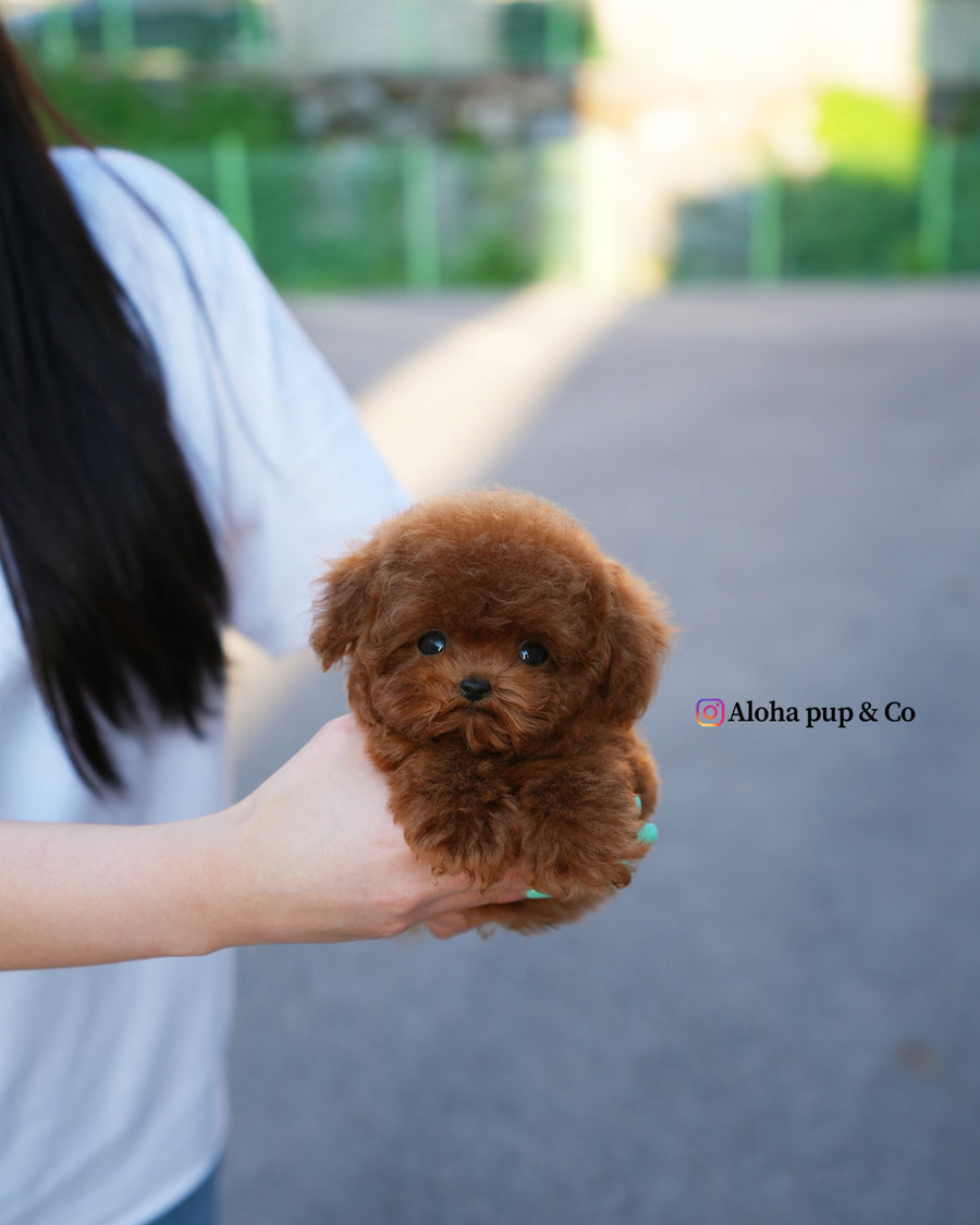 Kun [TEACUP POODLE]