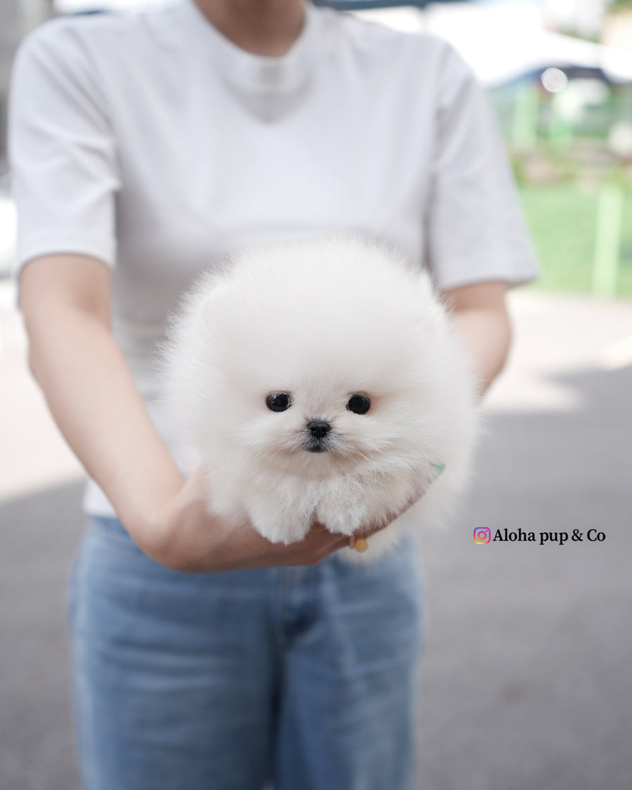 Lolly [TEACUP POMERANIAN]