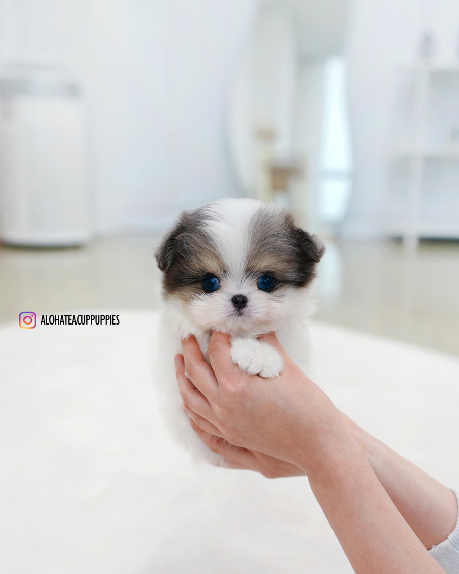 Puff [TEACUP Maltipom]