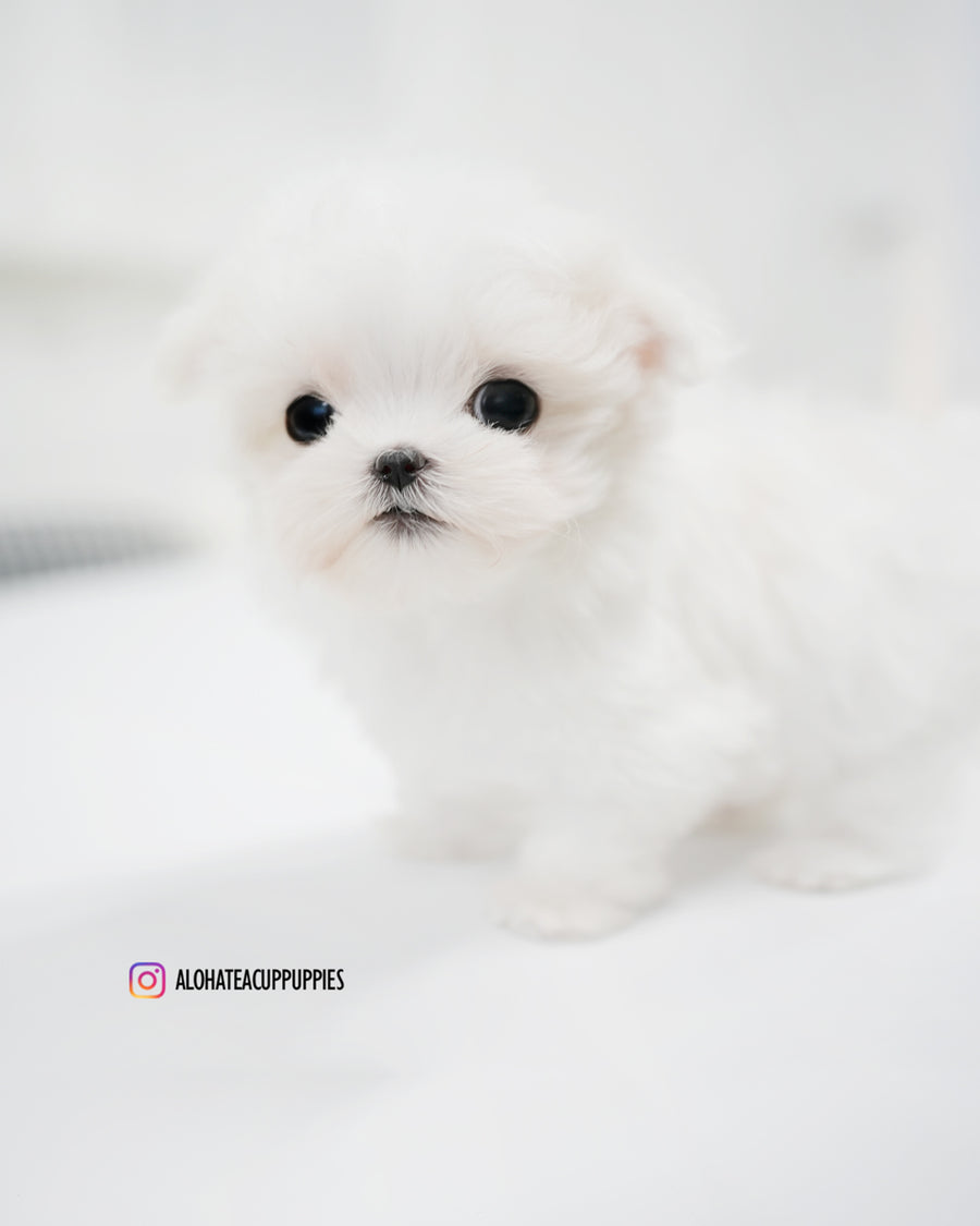 Lily [TEACUP MALTESE]