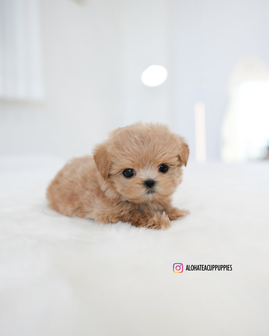 Muffin [TEACUP MALTIPOO]