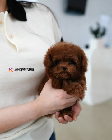 Tino [TEACUP POODLE]
