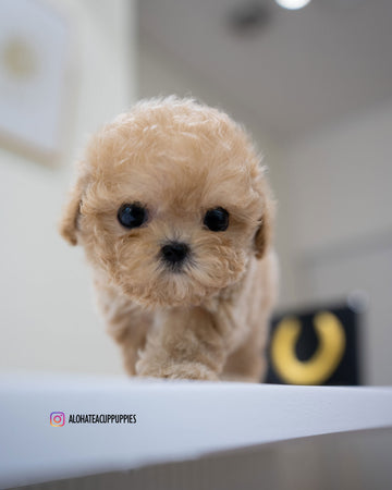 Jace [TEACUP POODLE]