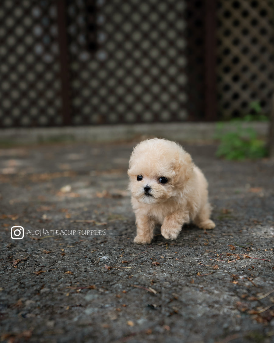 Arlo [TEACUP POODLE]