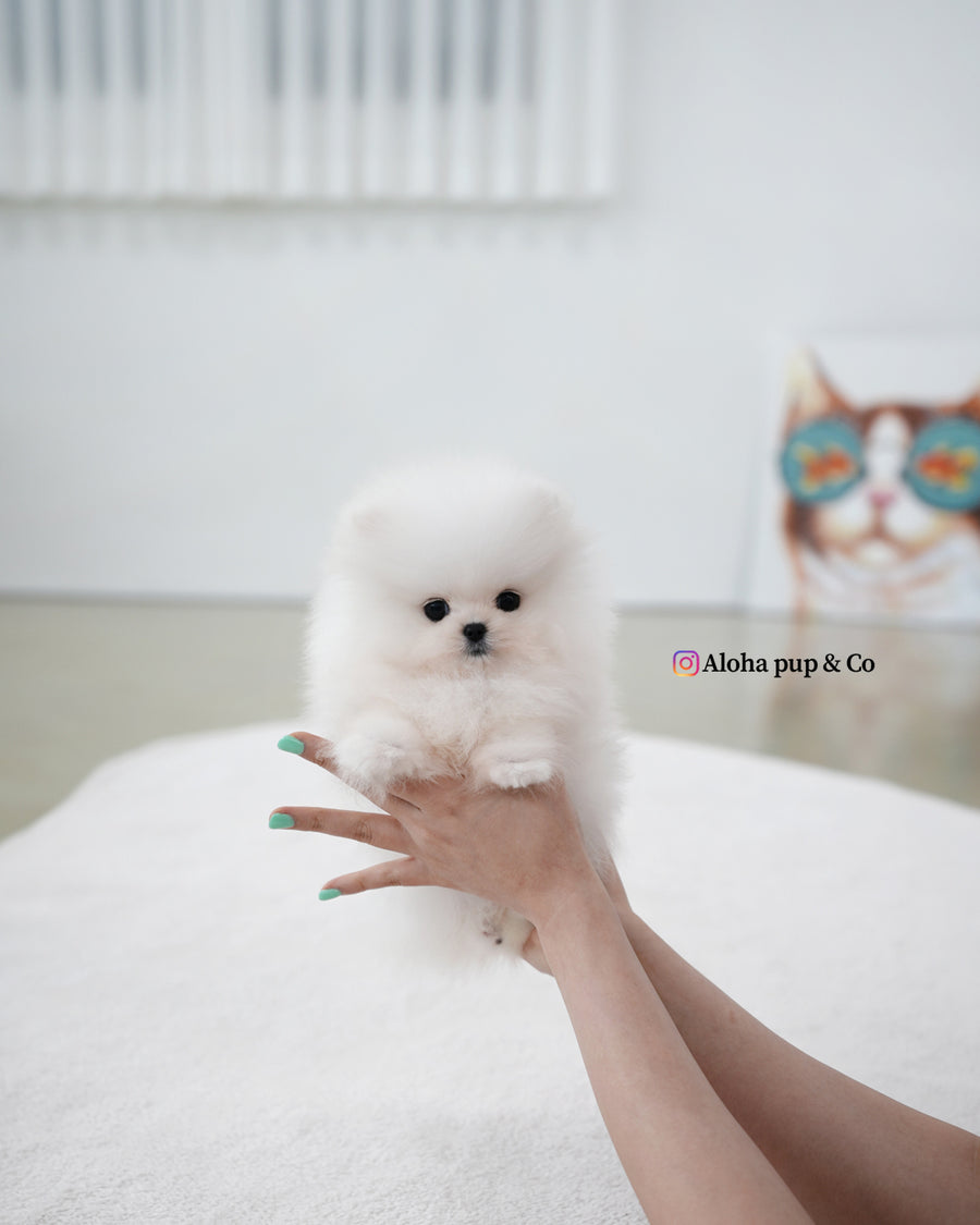 Loyal [TEACUP POMERANIAN]