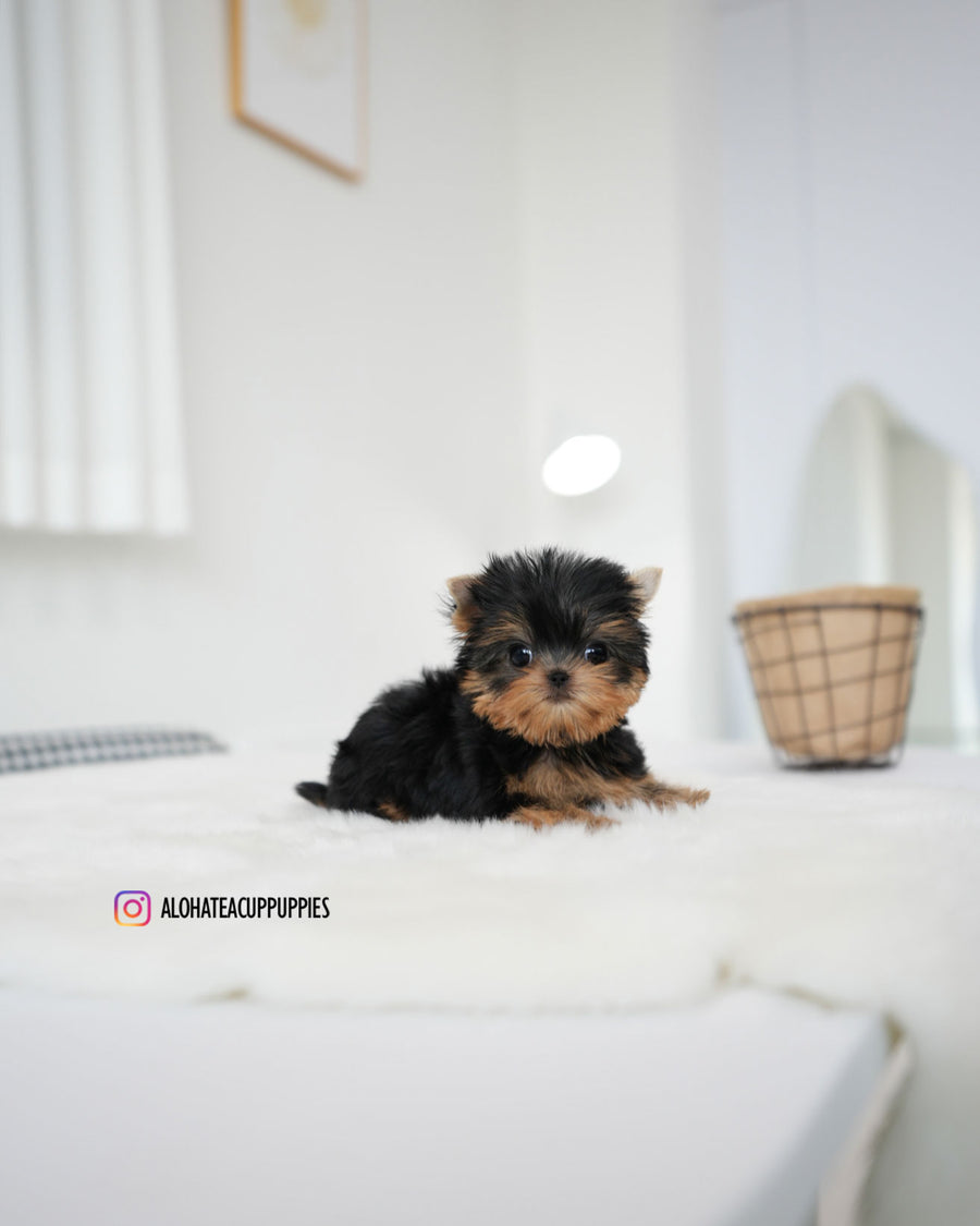 Betty [Teacup YORKIE]