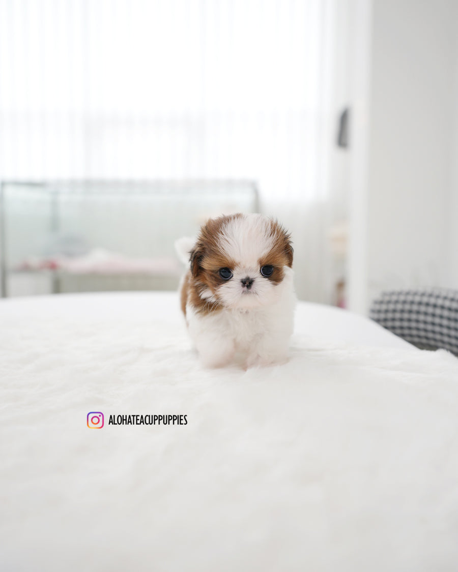 Hush [Mini SHIHTZU]